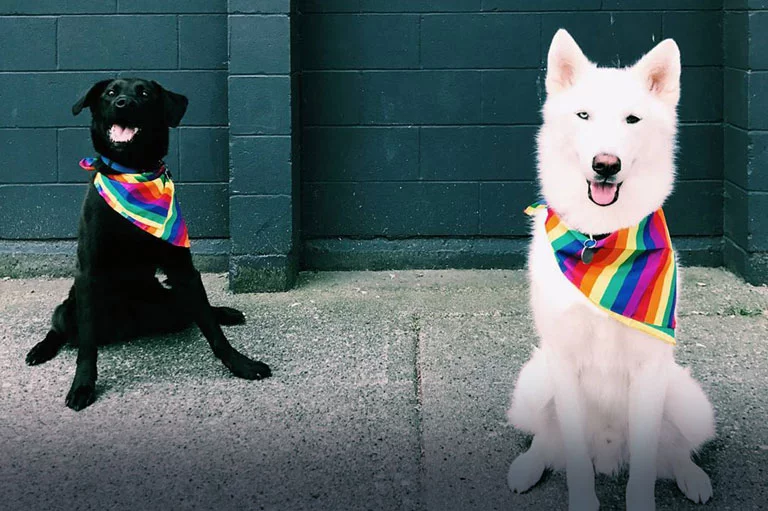 Tucker and Gronk on Pride Day